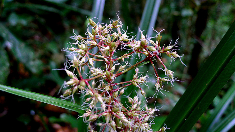 Image of Becquerelia cymosa Brongn.