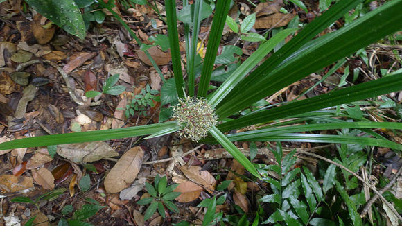 Image of Becquerelia cymosa Brongn.