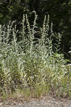 Image of Douglas' sagewort