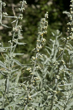 Image of Douglas' sagewort