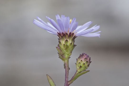 Image of Pacific aster