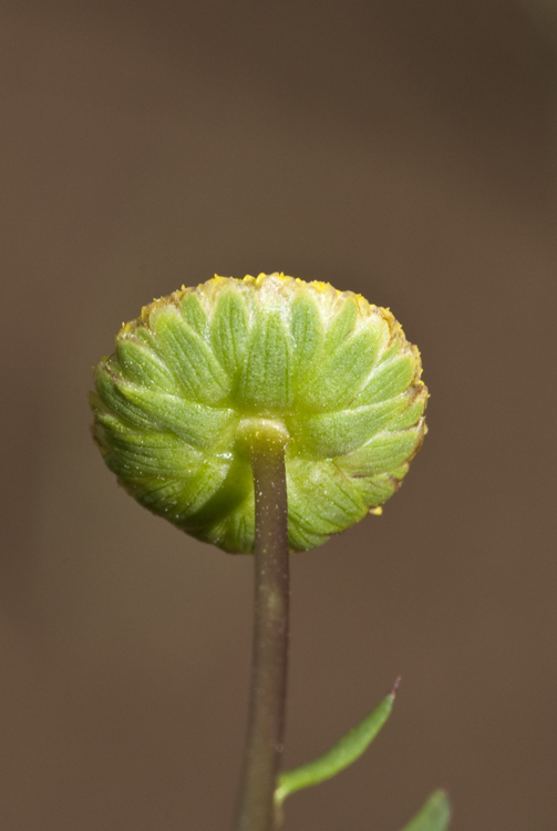 Image of common brassbuttons