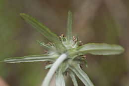 Image of tropical creeping cudweed