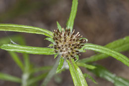 Imagem de Euchiton sphaericus (Willd.) Holub