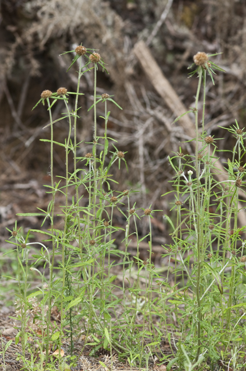 Image of tropical creeping cudweed