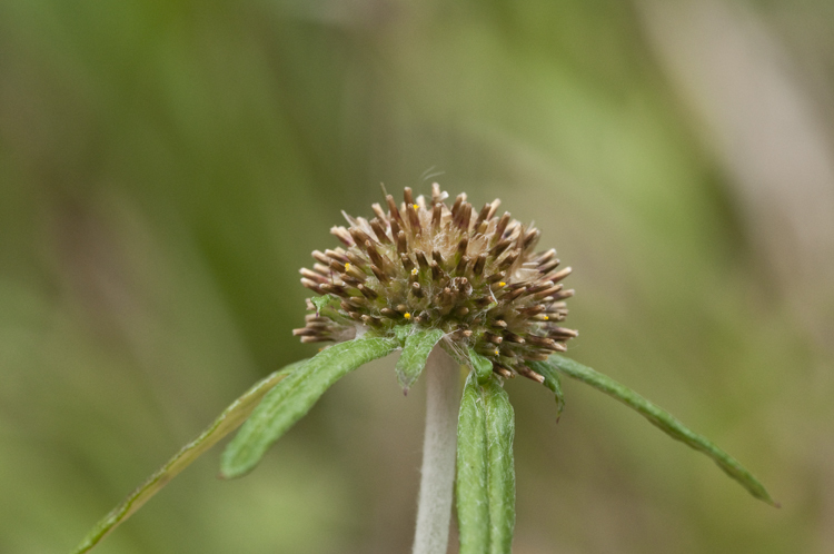 Imagem de Euchiton sphaericus (Willd.) Holub