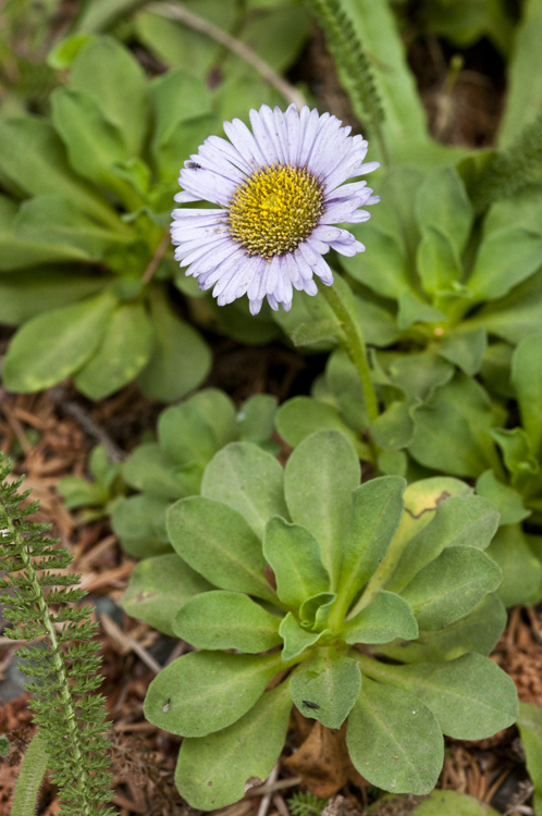 Image of Daisy