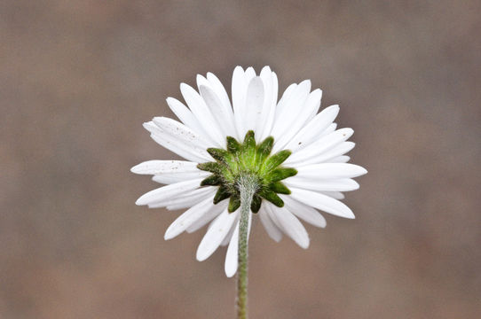 Image of Daisy