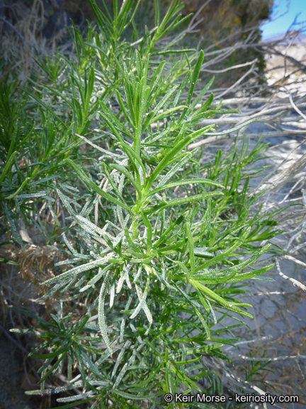 Image of narrowleaf goldenbush