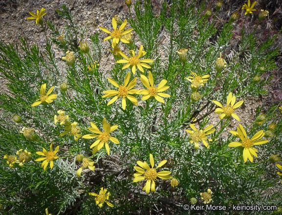 Image of narrowleaf goldenbush