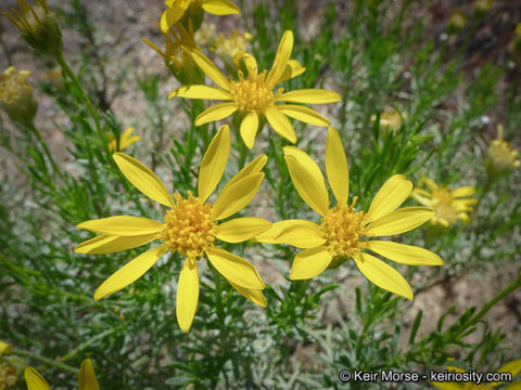Imagem de Ericameria linearifolia (DC.) L. E. Urbatsch & J. R. Wussow