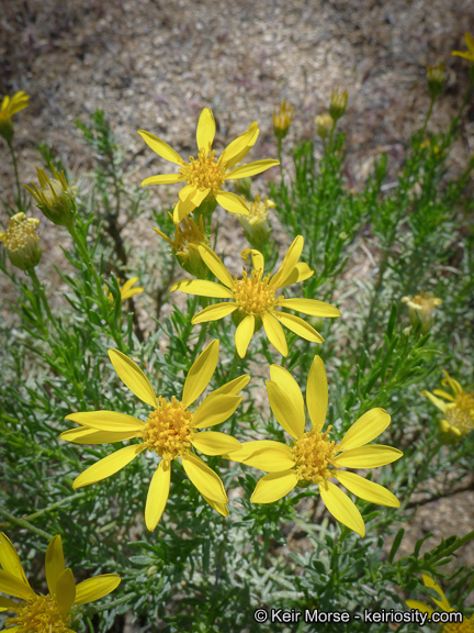 Image of narrowleaf goldenbush