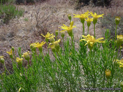 Image of narrowleaf goldenbush