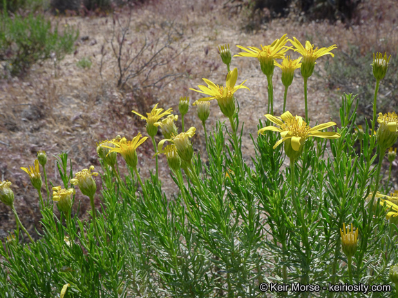 Image of narrowleaf goldenbush