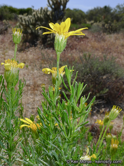 Image of narrowleaf goldenbush