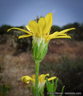 Image of narrowleaf goldenbush