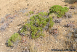 Ericameria teretifolia (Dur. & Hilg.) Jepson resmi