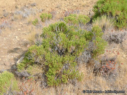 Image of green rabbitbrush