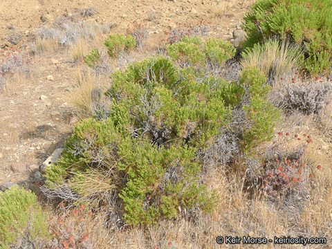 Ericameria teretifolia (Dur. & Hilg.) Jepson resmi