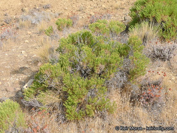 Ericameria teretifolia (Dur. & Hilg.) Jepson resmi