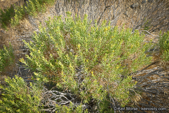 Ericameria teretifolia (Dur. & Hilg.) Jepson resmi