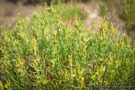 Image of green rabbitbrush