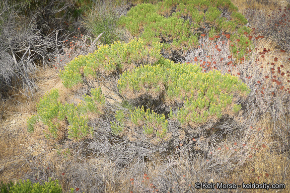 Ericameria teretifolia (Dur. & Hilg.) Jepson resmi