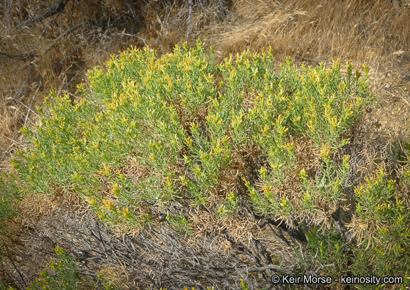 Ericameria teretifolia (Dur. & Hilg.) Jepson resmi