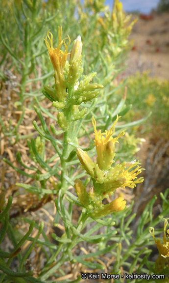 Ericameria teretifolia (Dur. & Hilg.) Jepson resmi