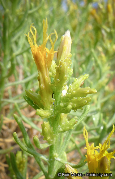 Ericameria teretifolia (Dur. & Hilg.) Jepson resmi