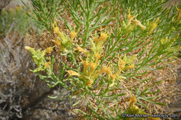 Ericameria teretifolia (Dur. & Hilg.) Jepson resmi