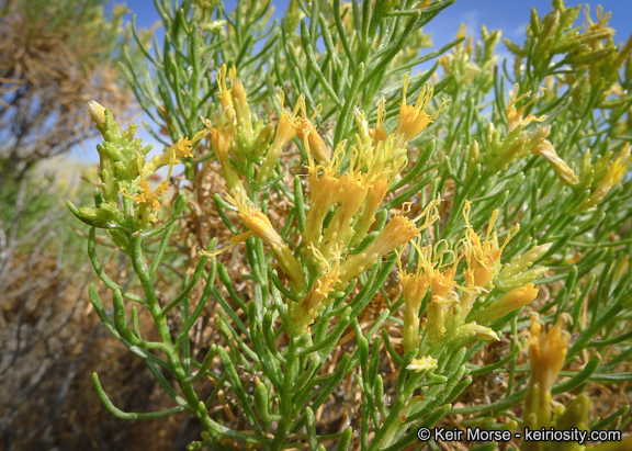 Ericameria teretifolia (Dur. & Hilg.) Jepson resmi