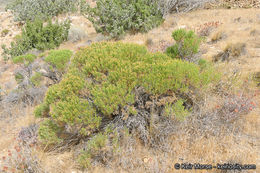 Ericameria teretifolia (Dur. & Hilg.) Jepson resmi