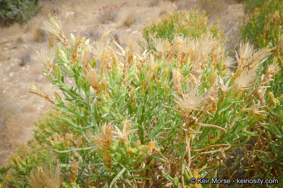 Ericameria teretifolia (Dur. & Hilg.) Jepson resmi