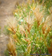 Ericameria teretifolia (Dur. & Hilg.) Jepson resmi