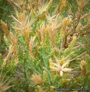 Ericameria teretifolia (Dur. & Hilg.) Jepson resmi