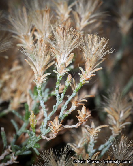 Ericameria teretifolia (Dur. & Hilg.) Jepson resmi