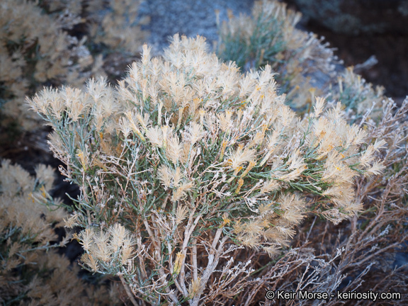 Ericameria teretifolia (Dur. & Hilg.) Jepson resmi