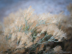 Ericameria teretifolia (Dur. & Hilg.) Jepson resmi