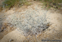 Imagem de Eriogonum plumatella Dur. & Hilg.