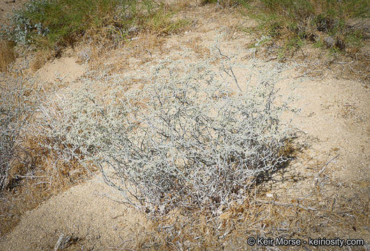 Image of yucca buckwheat