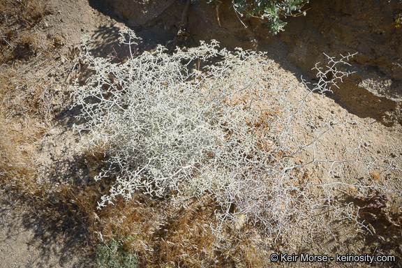 Imagem de Eriogonum plumatella Dur. & Hilg.