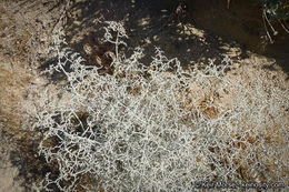 Imagem de Eriogonum plumatella Dur. & Hilg.