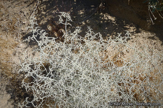 Image of yucca buckwheat