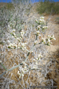 Image of yucca buckwheat