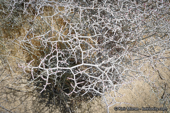 Imagem de Eriogonum plumatella Dur. & Hilg.