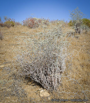 Image of yucca buckwheat