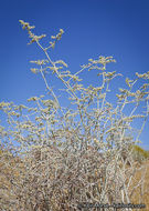 Imagem de Eriogonum plumatella Dur. & Hilg.