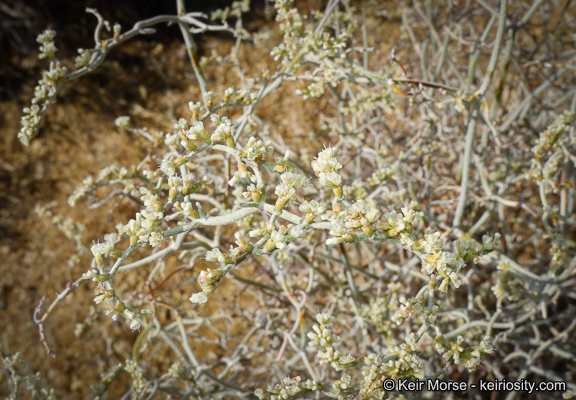 Imagem de Eriogonum plumatella Dur. & Hilg.