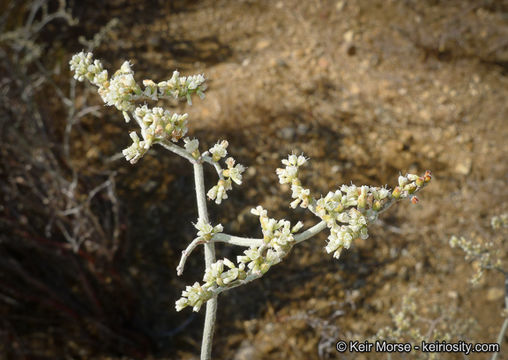 Image of yucca buckwheat